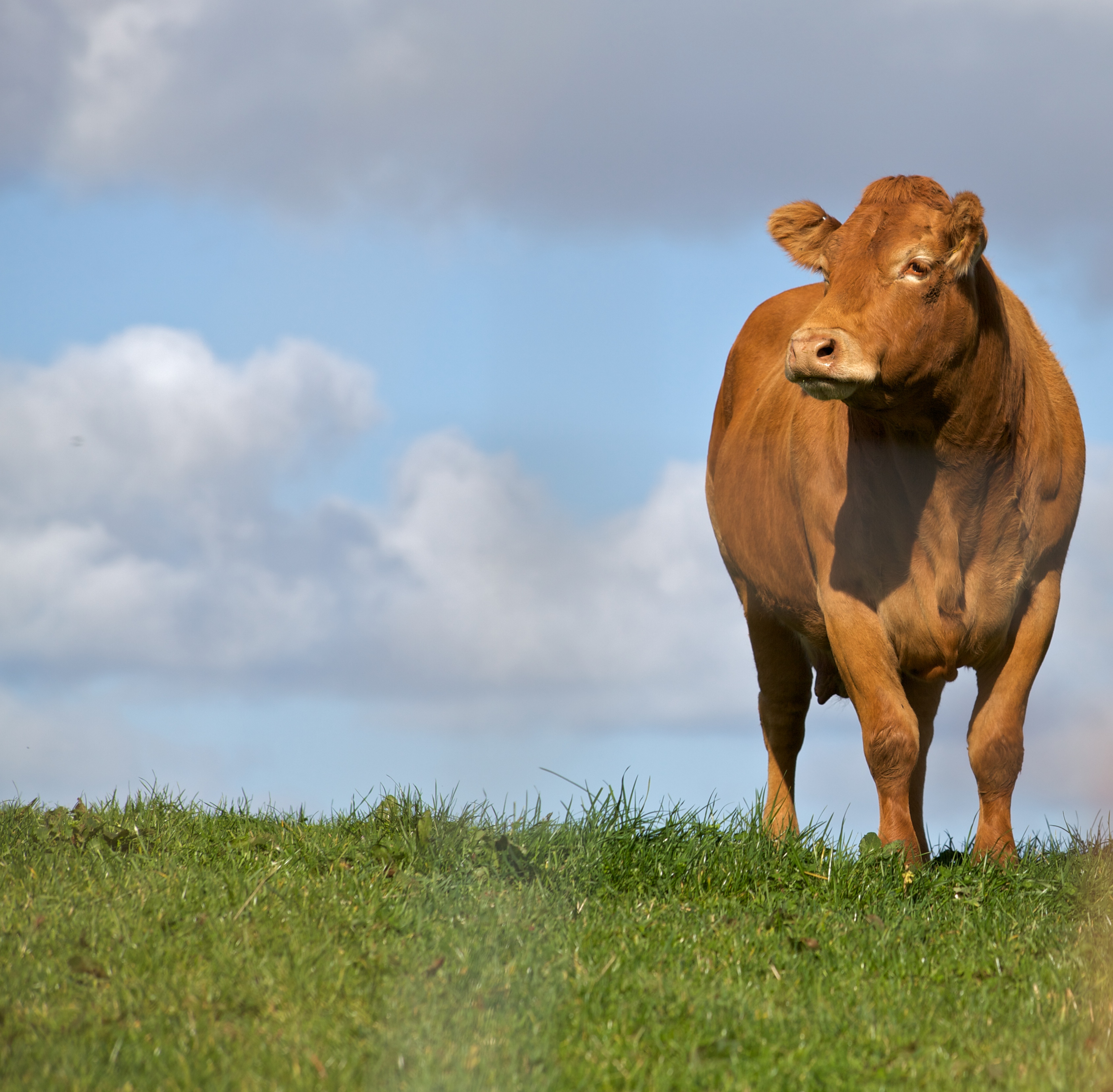 "Cow on the hilltop"