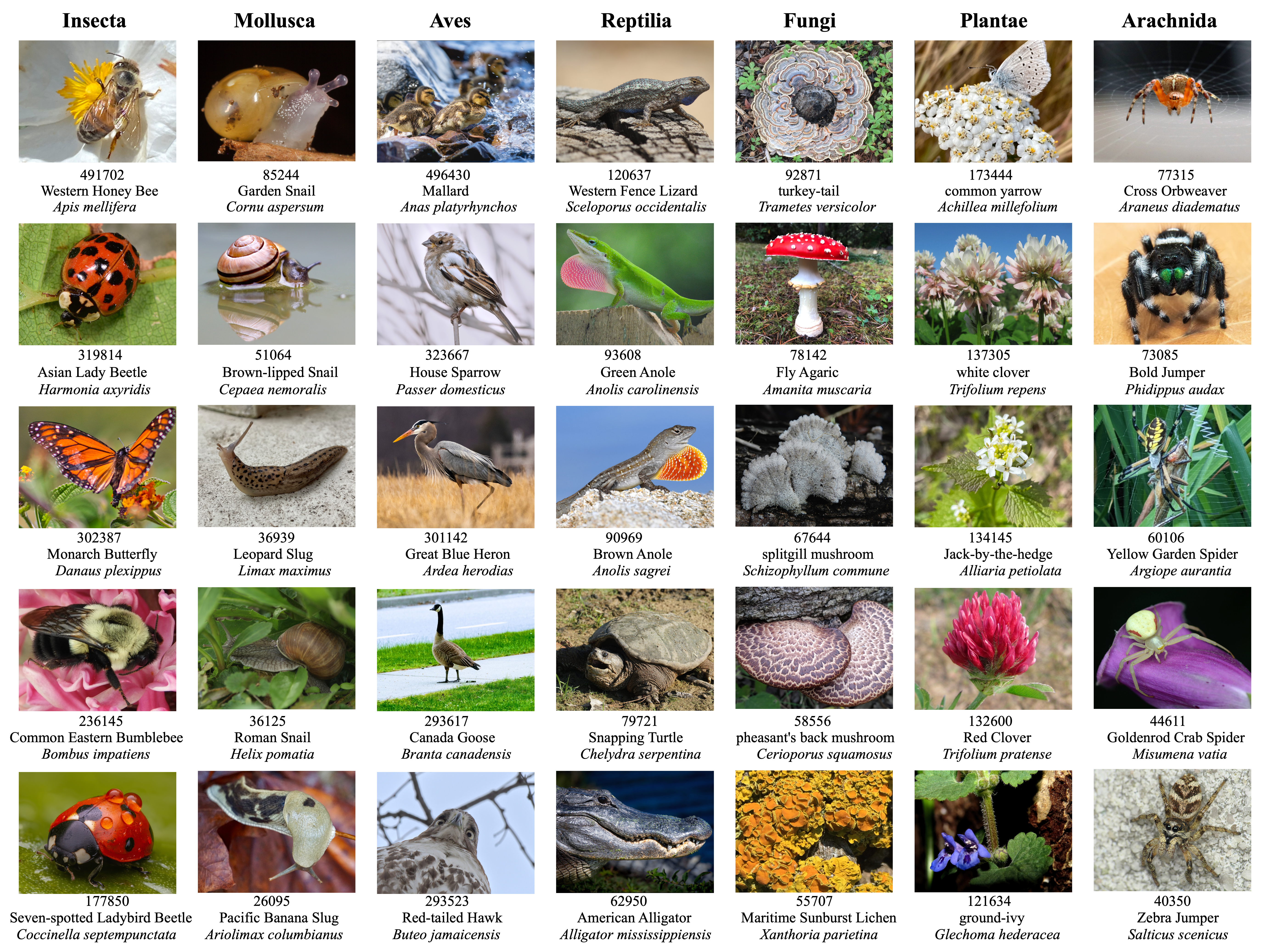 Arboretum: A Large Multimodal Dataset Enabling AI for Biodiversity