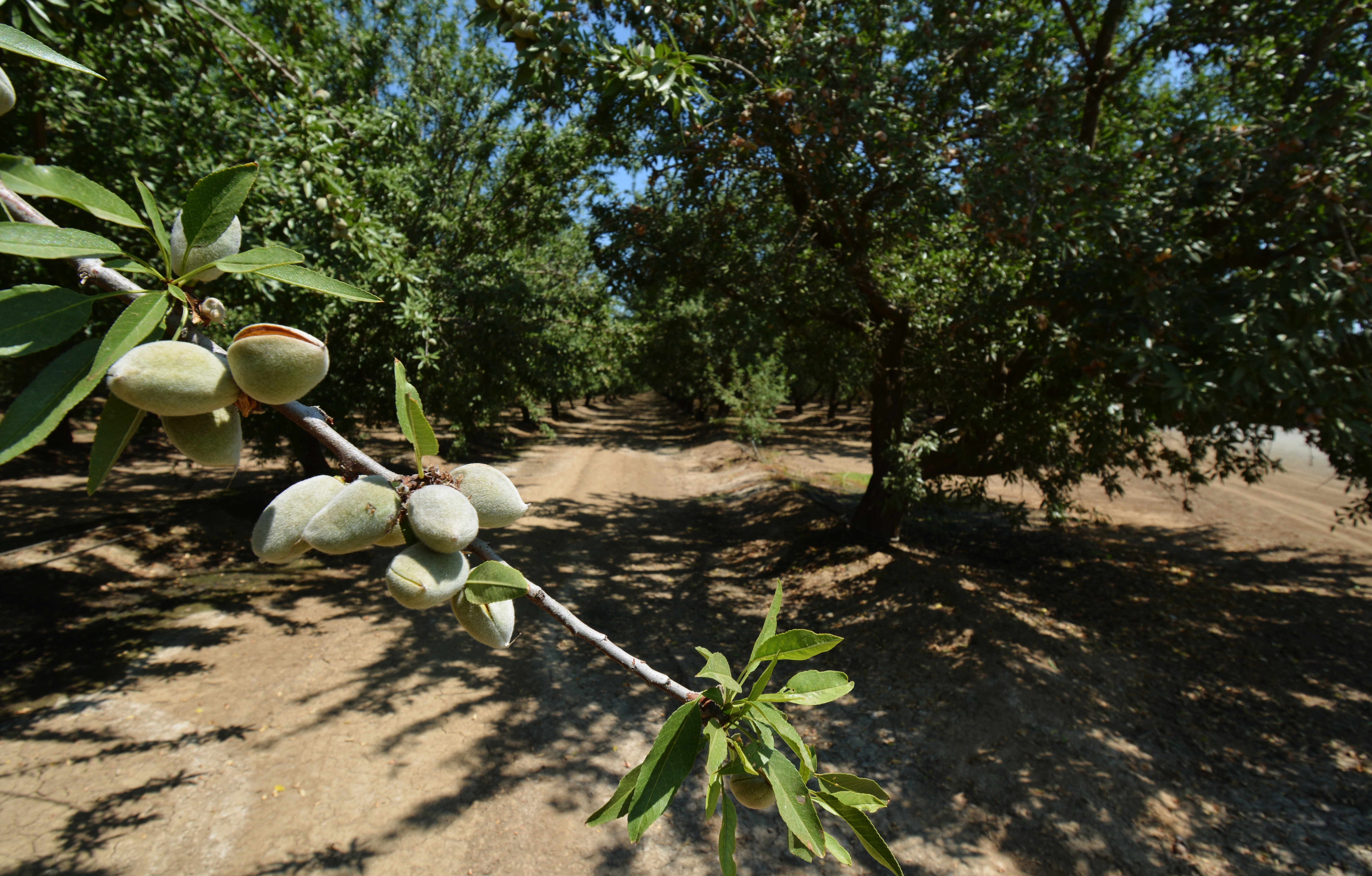 California Almond Orchard